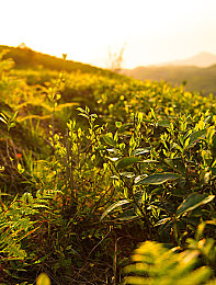 火辣App导航：畅游数字海洋，尽享智能推荐-4