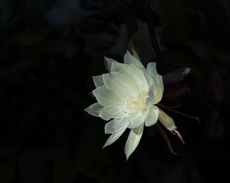 app福利导航：数字宝藏探秘，便捷生活新体验-1