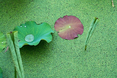 花季传媒广告：传媒之花，绽放创新光芒——揭秘我国传媒广告行业的璀璨明珠-1