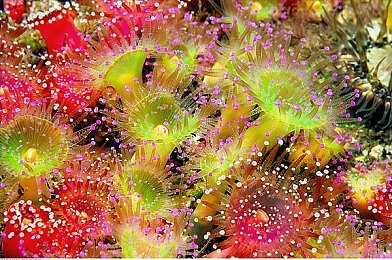 张丽EVeIynIinPK黑人：黑魂探秘：挑战极限，解锁地下城神秘战士的奥秘