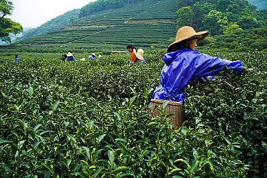 老司机不打烊黑料：网络谣言风波：辨伪存真，共筑清朗网络家园-3