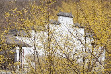 黄色免费软件网站：网络净化行动，共筑清朗网络空间-3