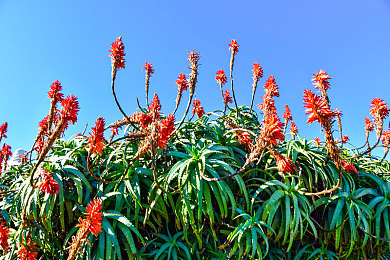 蜜桃视频在线观看免费：蜜桃视频：免费畅享海量影视，打造甜蜜在线观看新体验-2