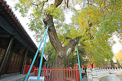 調教騷0體育生小藍Gv：热血逐梦，坚韧前行：体育新星小藍的奋斗足迹-3
