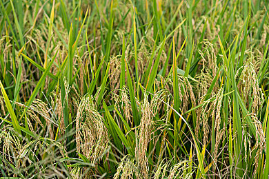 裸体裸乳被 免费看软件：揭秘免费高清裸体裸乳视频神器，轻松享受视觉盛宴-3