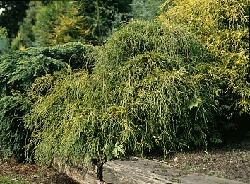 葫芦不卖药只卖千万影片：“跨界奇谋，影海千帆：葫芦平台引领电影销售新航路”-3