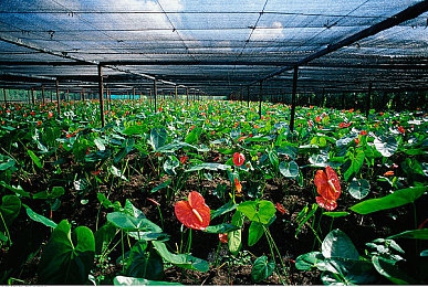 蜜桃传媒黄色入口：网络监管再起波澜：揭秘“蜜桃传媒黄色入口”事件背后的挑战与反思-1