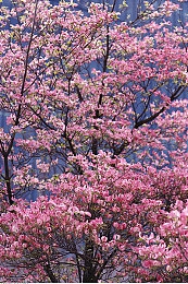 原神八重神子被抄爆：东方美学魅力绽放，原神神子独领风骚：揭秘游戏爆款背后的奥秘-2