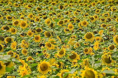 花季传媒v3.011黄：传媒新纪元，互动畅游花界-3
