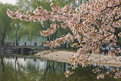 粉色app苏州晶体丝瓜ios：江南风韵，丝瓜之旅，探秘苏州App奇幻世界-4