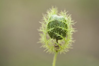 韩国少妇露玥道毛茸茸：自然之美挑战传统，网络热议下的审美觉醒之旅-3