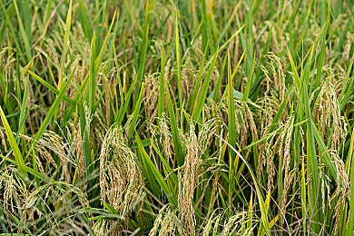 黑料不打烊so导航：揭开网络阴影：解码“黑料”传播背后的暗流涌动-3