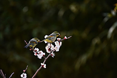 淘色改名后叫什么：乐游汇崭新亮相：揭秘“淘色”改名背后的SEO优化策略与品牌升级奥秘-2
