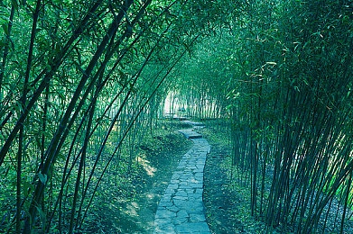 草莓视频免费看：视频盛宴新篇章，草莓免费观潮涌-5