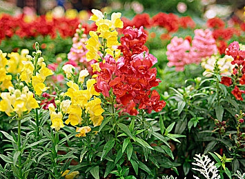 花季v3.063每天免费三次：畅游花季，每日惊喜无限，共赴精彩冒险之旅-3