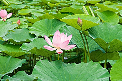 仙女直播：直播盛宴：传承文化，展现魅力，揭秘“仙女直播”的独特魅力-4